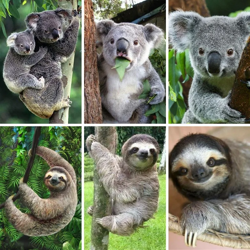 Embroidery In Australia - 5D Diamant Malerei Faultier Koala Australien